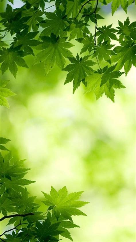 Nature Bright Green Overlap Maple Leafy Branch Blur Iphone 8 Wallpapers
