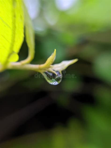 Green Leaves Plant Rain Water Drop In Green Leaves Stock Image