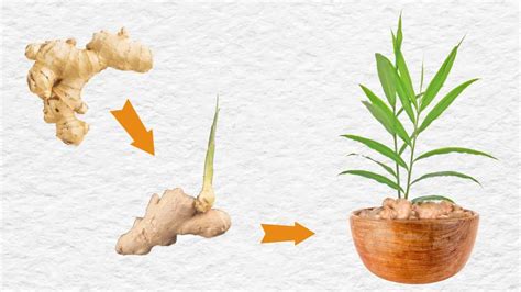 How To Sprout Ginger Root And Indoor Growing Tips — Empress Of Dirt