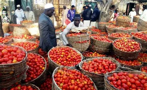Tuobodom Tomato Farmers Call For Rejuvenation Of The Tomato Industry In Ghana Providing