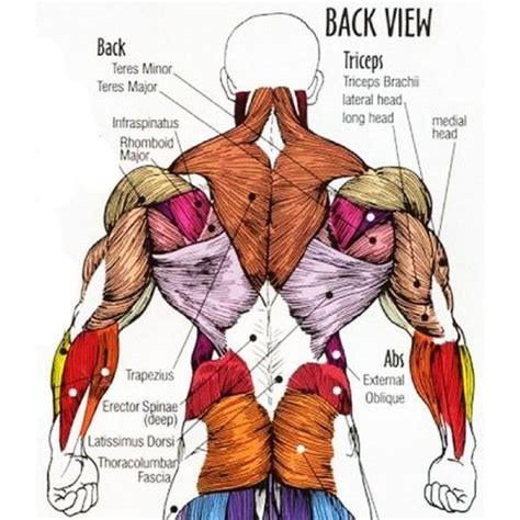 Body Back Muscles Payubro