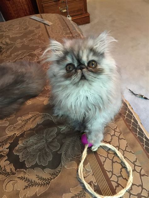Persian Cats For Sale Waltham Ma Petzlover