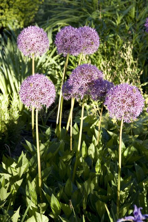 Field Of Allium Flowers Stock Photo Image Of Garden 29839530