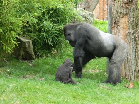 Gorilla In De Allwetterzoo Van Münster Mooi Park Foto Van All