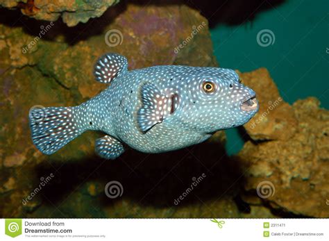 Spotted Puffer Fish Stock Image Image Of Scuba Catfish 2311471