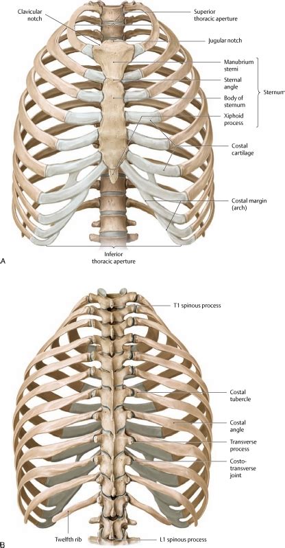 Anatomy Of Ribs And Chest The Lungs And Chest Wall Clinical Gate