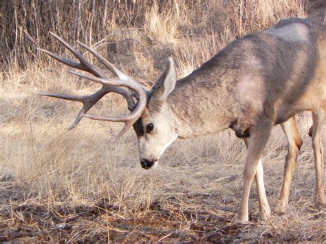 As Colorados Mule Deer Decline So May Conservation Funding Colorado