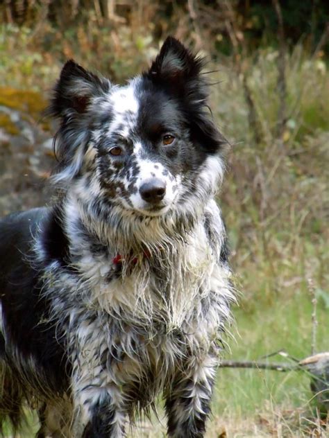 They get endearing features from both borders and their other purebred parent. Pin by Bob Plops on Dogs | Dogs, Collie dog, Collie mix