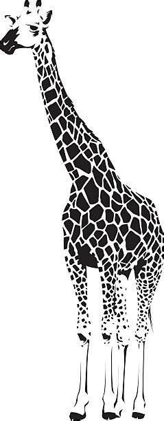 Best Giraffe Illustrations Royalty Free Vector Graphics And Clip Art