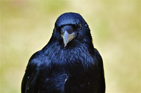 Hd Wallpaper Black Raven Bird Beak Animal Wildlife Nature