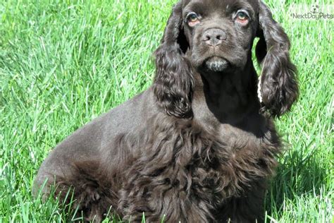 Both parents are active, working dogs with many ftch in their bloodlines, tails have been shortnened, vet certificate will come. Ella: Cocker Spaniel puppy for sale near Denver, Colorado ...