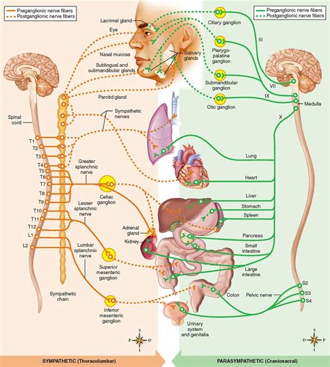 functions of autonomic nervous system