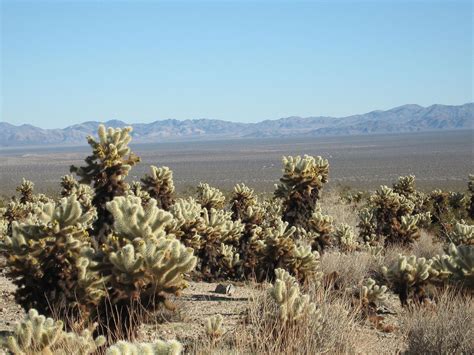 The cholla cactus garden trail in joshua tree national park is full of teddybear cholla cactus and waiting to be explored! Cholla Cactus Garden at Joshua Tree National Park - Tiplr