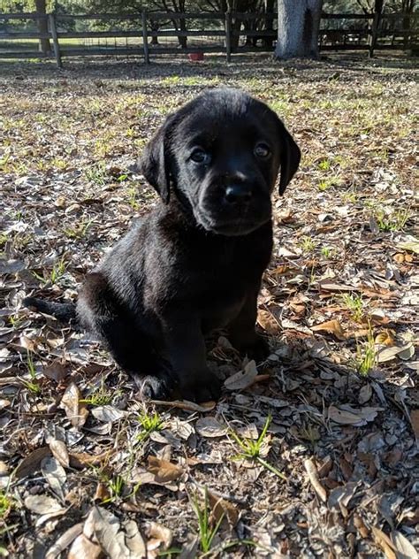 Labrador Retriever Puppies For Sale Leesburg Fl 267546