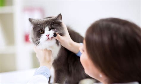 Oral Cancer In Cats Pictures Excellently Microblog Pictures Gallery