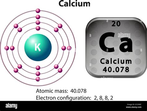 Symbol And Electron Diagram For Calcium Illustration Stock Vector Image