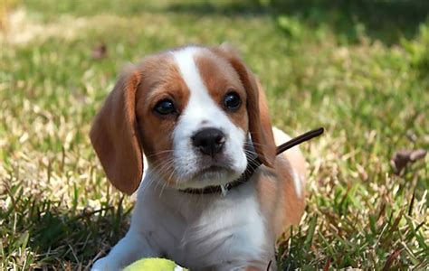 Beaglier Dog Breed Information Pictures And More