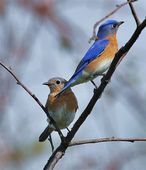 Eastern Bluebird Sialia Sialis Wildlife Journal Junior
