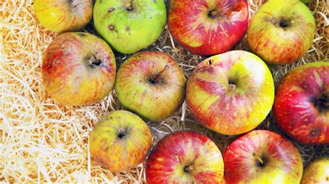 Why You Should Never Be Afraid To Eat Bruised Fruit Huffpost Life