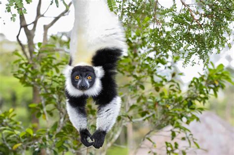 14 Incredible Facts About Lemurs