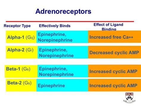 Adrenergic Receptor Pharmacology Flashcards Quizlet