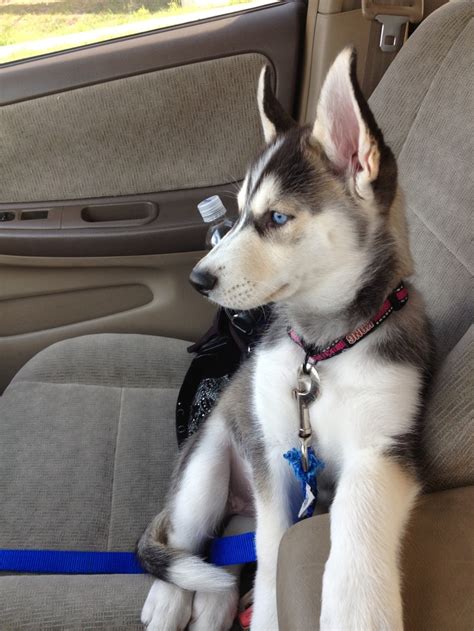 Huskies are beautiful and majestic dogs, and everything about them screams wolf, from their shape to their muscular build, to their strong backs and incredibly. My baby 9 week old husky/wolf mix | Husky wolf mix, Husky ...