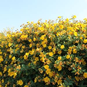 Portamento compatto a rapida crescita. Hypericum hidcote - Iperico arbustivo