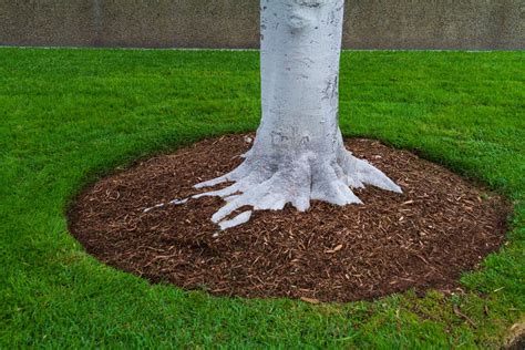 How To Landscape Around A Tree With Exposed Roots