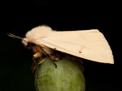 Buff Ermine Butterfly Conservation