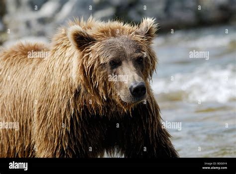 Brown Bear Or Grizzly Bear Ursus Arctos Horribilis Stock Photo Alamy