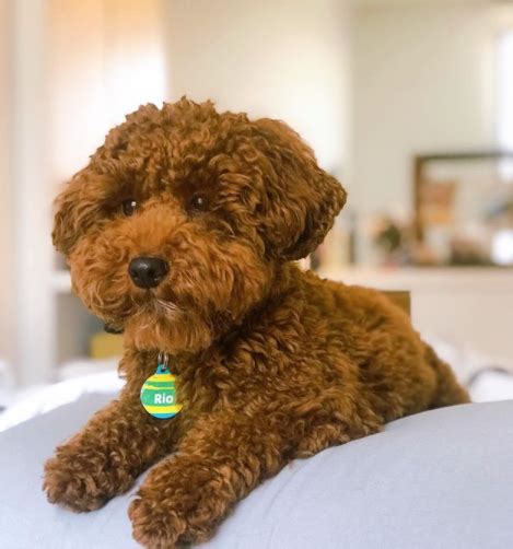 45 Most Popular Toy Poodle Dog Names Pupstoday