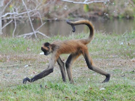 The Online Zoo - Black-handed Spider Monkey