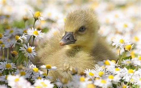 Baby Duck Wallpapers Top Free Baby Duck Backgrounds Wallpaperaccess