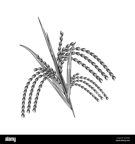 Hand Drawn Rice Grain Isolated On White Background Rice Ear Engraving
