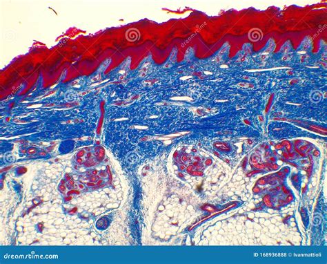 Microscopic Image Of Human Skin 40x Magnification Stock Photo Image