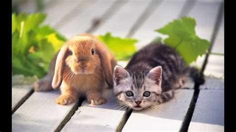 It's fascinating how similar they look, yet they are two different species :). Cats and Rabbits: Do cats and rabbits get along together ...
