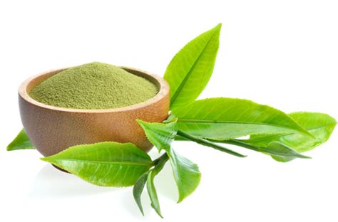 Camellia sinensis (Green tea) Extract - Panacea Phytoextracts