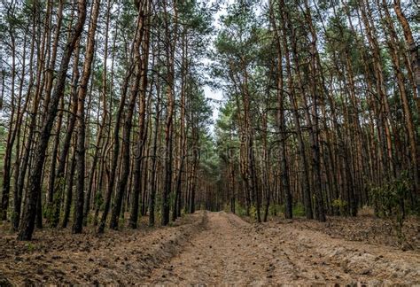 Dirt Road In The Autumn Pine Forest Stock Image Image Of Fall Forest