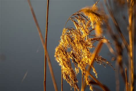 Reed Nature Swamp Free Photo On Pixabay Pixabay