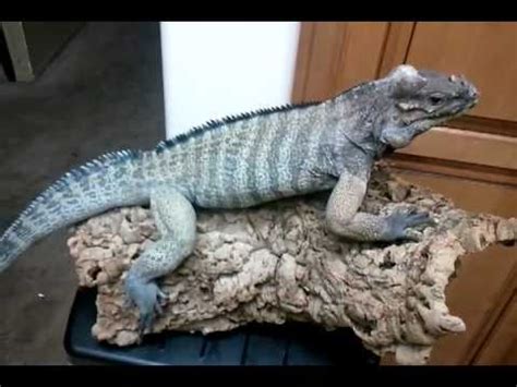 To prevent stress, fights, and possible injuries, having only one iguana in a home is often best. Tame Blue Rhino Iguana - YouTube