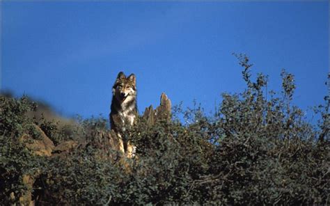 17 Best Images About Endangered Mexican Gray Wolf On