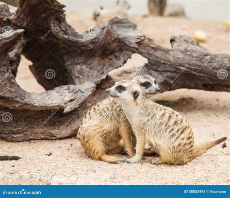 Meerkat Stock Image Image Of Cute Alert Desert Meerkat 38853495