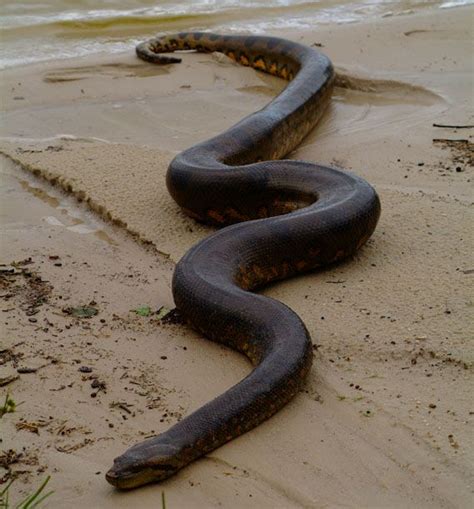 13 Best Anaconda Images On Pinterest Serpientes Anfibios Y Animales