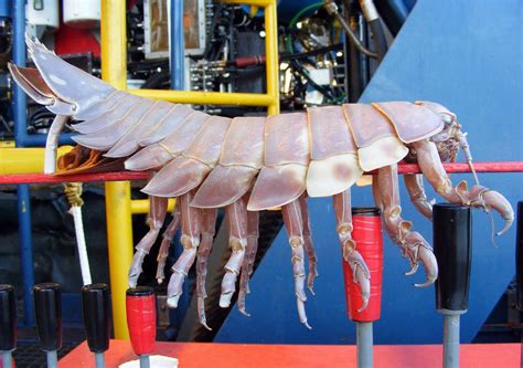 Le Bathynome Géant Un Très Gros Cloporte Marin Giant Isopod Sea