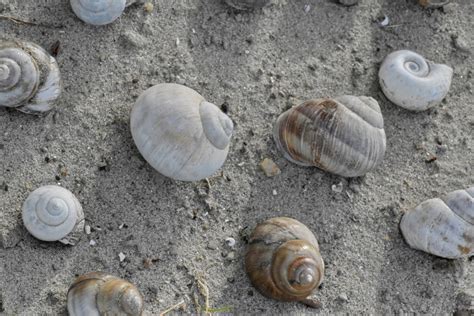 Free Picture Seashell Snail Seashore Beach Shellfish Conch Spiral Shell Sand Nature