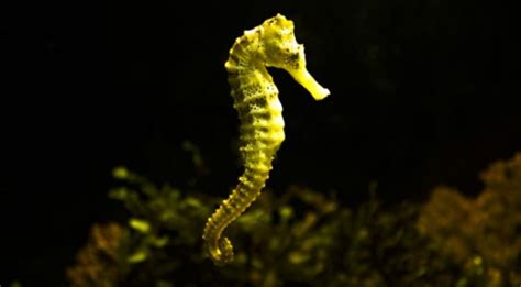 Adalah dinasihatkan untuk memelihara seahorses secara berpasangan atau. 8 Fakta Unik Tentang Kuda Laut Yang Harus Anda Tahu