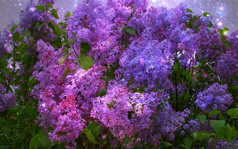 Lilac Wallpaper for Computer - WallpaperSafari