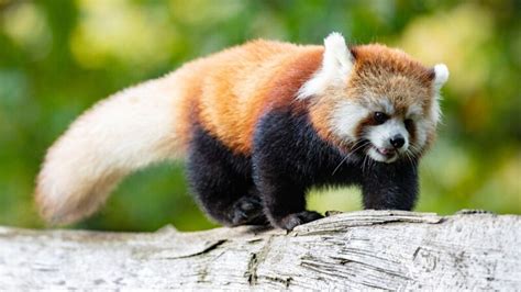 Red Panda Safe After Escaping Enclosure At Woodland Park Zoo