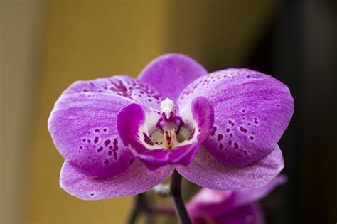 Орхидея Фото Цветов И Названия Telegraph