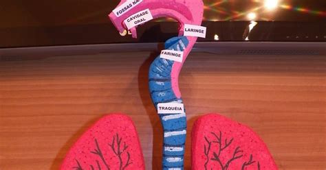 Maquete De Sistema Respiratório